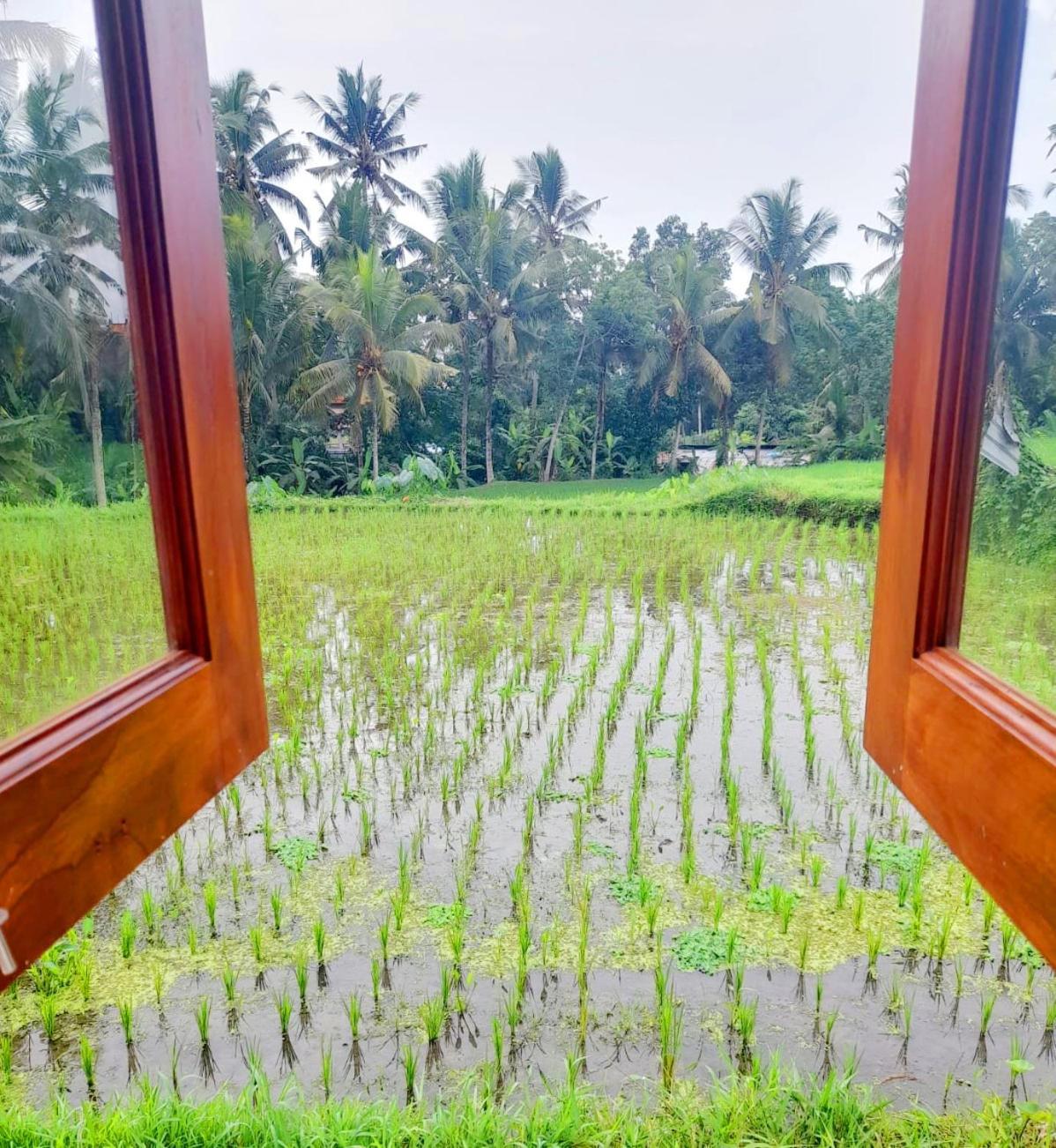 As I Am Ubud Retreat 部屋 写真