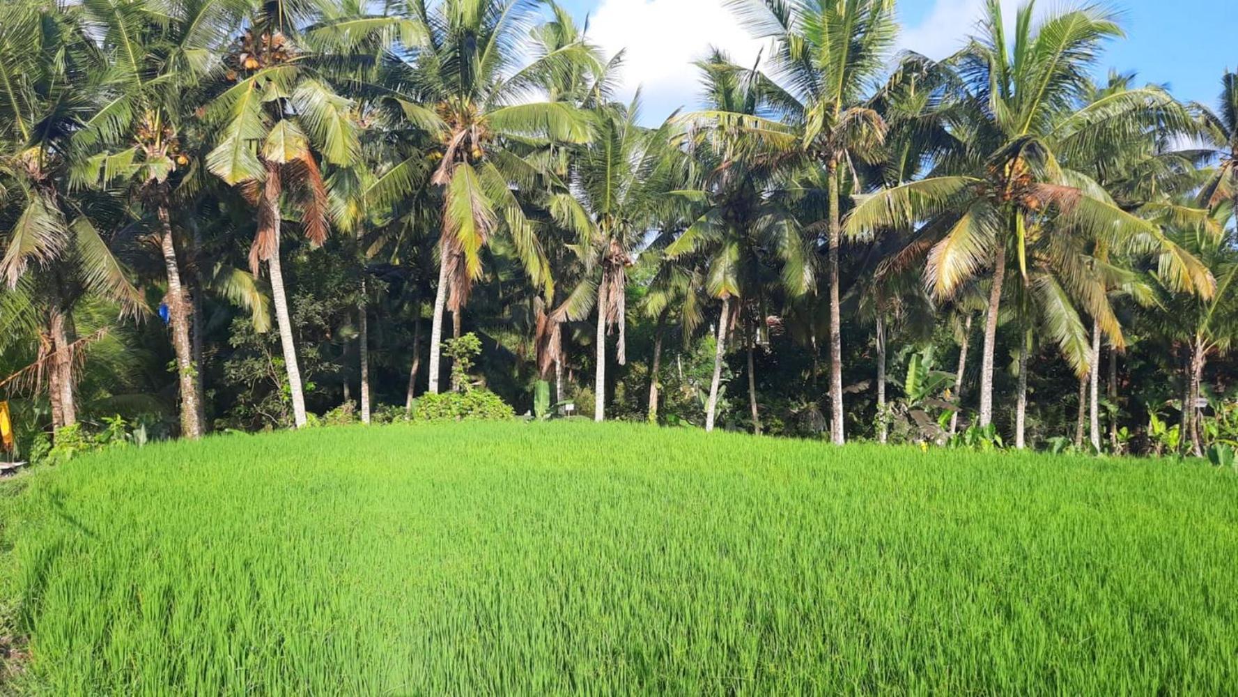 As I Am Ubud Retreat エクステリア 写真